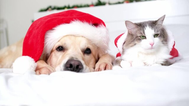 Adorable dog and cat lying on a white bed wearing a Santa Claus Christmas hat. A pet Christmas together.