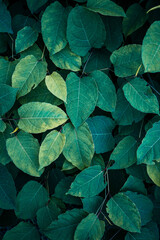 green plant japanese knotweed leaves in springtime, fallopia japonica leaves