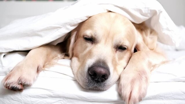 A cute dog lies under a white blanket. A golden retriever basking under a blanket in the cold winter weather. The concept of friendliness and caring for pets.