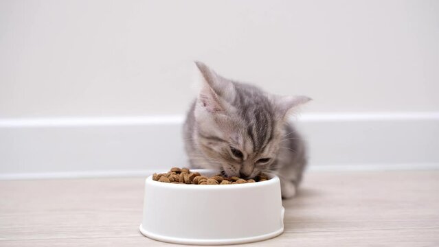 Cute gray kitten eating out of a white bowl in the kitchen. A little Scottish cat eats dry food for dinner.