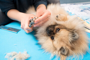 Cutting claws and haircut of dog paws at home, dog grooming, pomeranian care