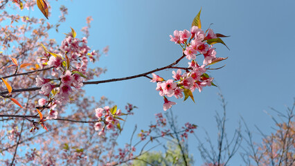 Pink wild himalayan cherry blossom branch (Prunus cerasoides). North Thailand sakura