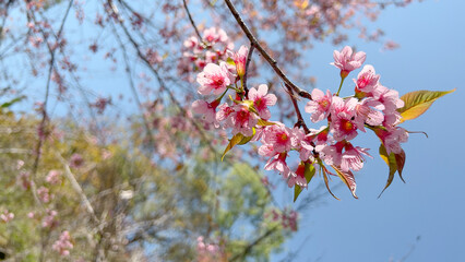 Pink wild himalayan cherry blossom branch (Prunus cerasoides). North Thailand sakura