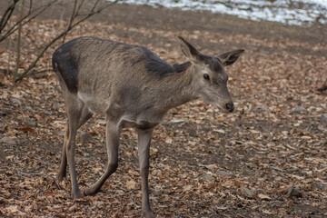 Deer in the forest. Lone deer in nature