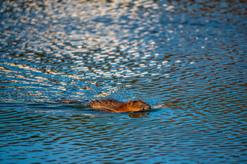 muskrat swimming in cold icy water