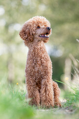 Pudel beim Spaziergang ohne Leine, Hund im Freilauf