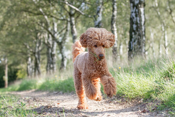 Pudel beim Spaziergang ohne Leine, Hund im Freilauf