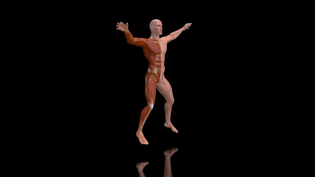 Abstract 3D anatomy of a man