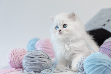 Weiße Katze spielt mit Wolle, Schmuckbild