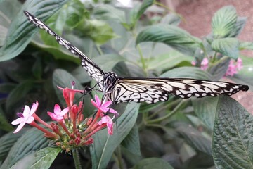 Butterfly Dinner