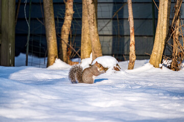 Obraz premium Squirrel in the snow