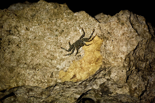 mangrove tree crab photo at night on a rock