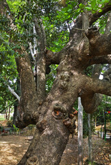 Natural Park El Cubano near Trinidad. Cuba