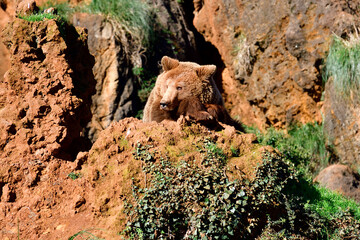 Orso Yoghi