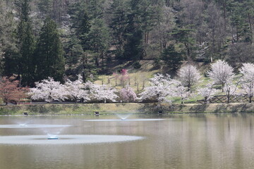 桜咲く噴水のある公園