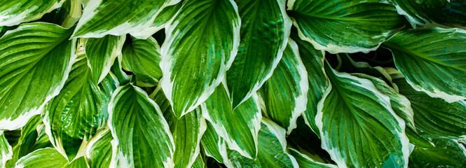 green and white leaves for desktop background.green leaves of hosta with white edge for background.summer background with white and green leaves
