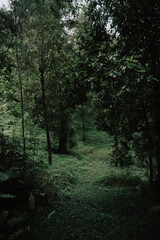 Fototapeta premium forest in the morning