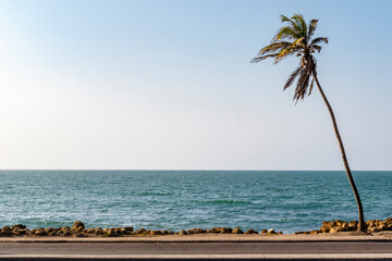 View at the Caribbean Sea and palm tree from the walls of Cartagena de Indias - Colombia - South...