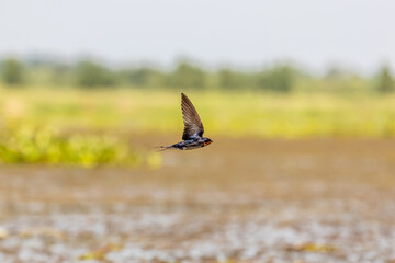 House swift (Apus affinis) in its natural environment in Bueng Lahan, Chaiyaphum, Thailand.