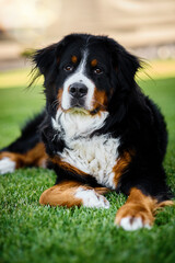 A friendly Bernese Mountain Dog is lying on a lush green field, surrounded by tall grass. The dog has a rich black, white and brown coat