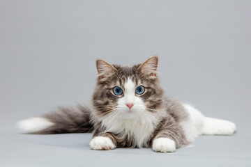 Freisteller einer Katze mit langem Fell und blauen Augen, Sibirische Waldkatze