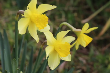 日本の早春の庭に咲く黄色いラッパズイセンの花
