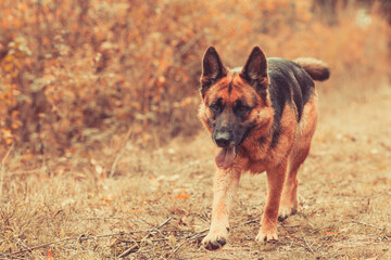 Beautiful young german shepherd dog coming action, outdoors