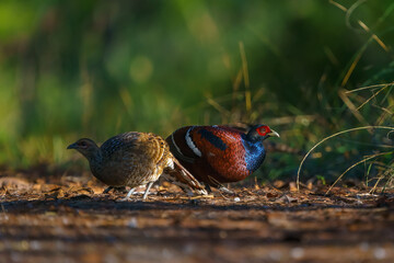 Hume's pheasant, Mrs Hume's pheasant, Bar-tailed pheasant, Syrmaticus humiae very rare in Thailand