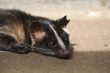 ハクビシンの顔のクローズアップ