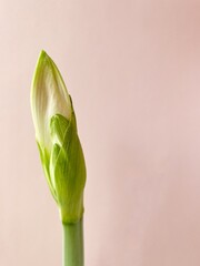 Close up image of amaryllis flower bud Hippeastrum