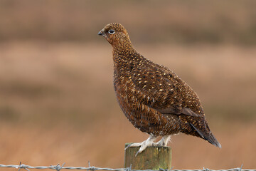 Red Grouse. Scientific name: Lagopus Lagopus. Close up of a Red Grouse hen, or female bird in winter plumage,  perched on a fencing post with barbed wire and facing left. Clean background. Copyspace