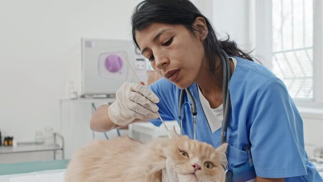 Female young veterinarian using cotton sticks to clean ears of cat during hygiene procedure in vet clinic