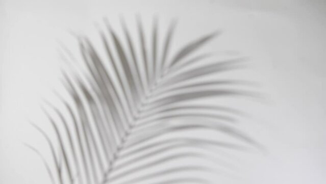 blur background motion of shadow palm leaf in the wind blowing overlay on white wall blur background, concepts summer.