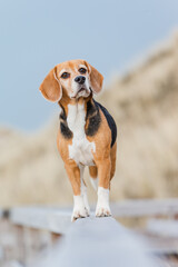 Hund am Meer, Beagle im Sommerurlaub