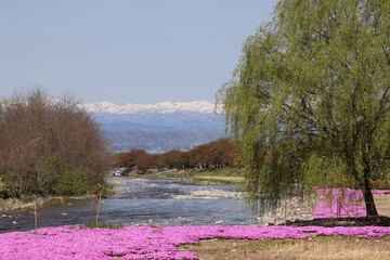 芝桜と雪山と川が流れる風景