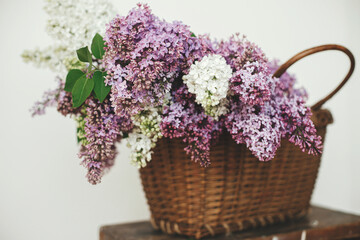 Beautiful lilac flowers in wicker basket on wooden chair. Purple and white lilacs petals close up, floral composition in home. Spring rustic still life on rural background. Mothers day or wedding
