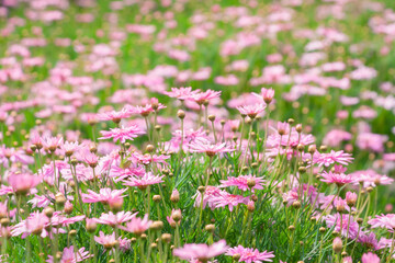 Obraz na płótnie Canvas Pink Daisy flowers blooming in springtime, Spring flowers, Beautiful of Spring nature flora
