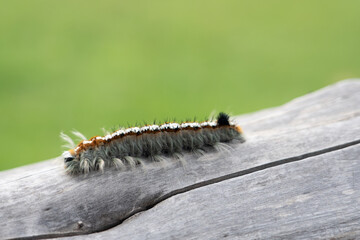 caterpillar on tree 