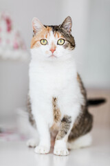 Hauskatze in wohnlicher Umgebung, Wohnzimmer, 