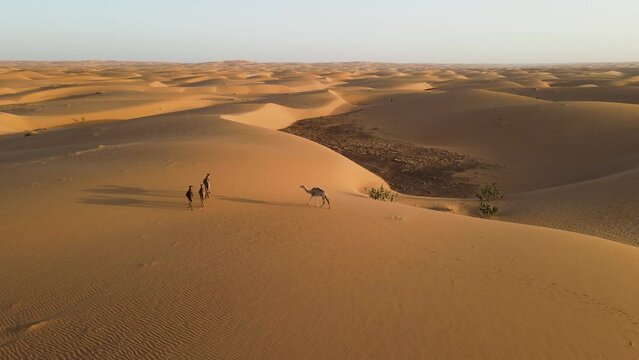 Camel Caravan on Sand Dunes Landscape in Mauritania Sahara Desert, Aerial Static