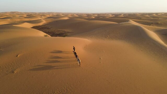 Aerial View of Camel Caravan Walking through Sand Dunes in African Sahara Desert, Mauritania