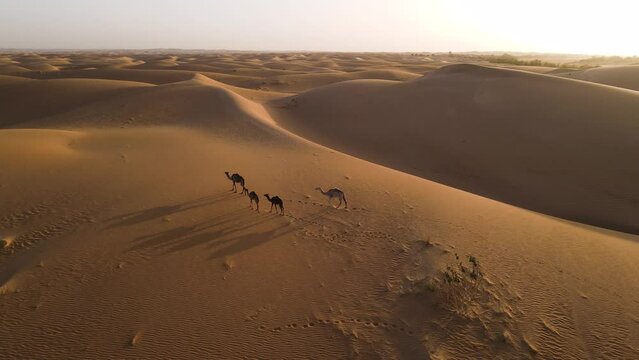 Dromedary Camels on African Sahara Desert Sand Dunes at Sunset, Static Aerial