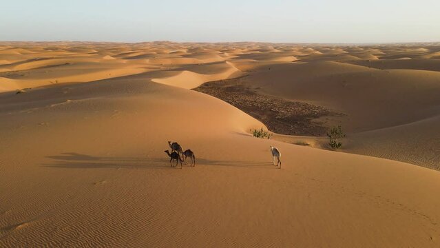 Camels Walking in Breathtaking Sahara Desert Landscape, Cinematic Static Aerial