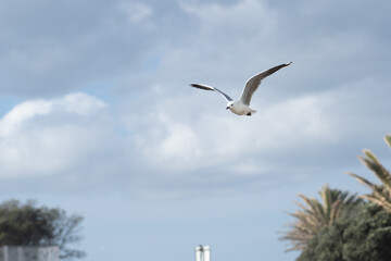 seagull in flight