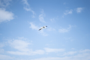 seagull in the sky