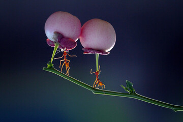 two ants were lifting a large fruit