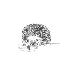 Cute sketch hand drawn black hedgehog icon isolated on white background