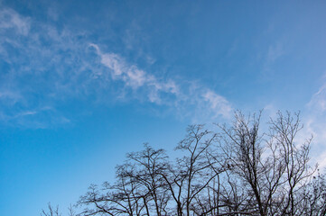 葉の無い森の木々の背景に見上げる夜明けの青空に流れる雲。