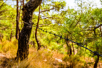 Closeup of barbed wire in a forest