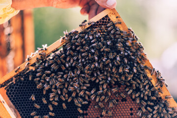 detail on a honeycomb covered of worker bees